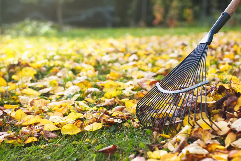 How To Clean A Backyard Hartford, CT